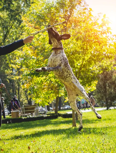 Pemiliknya melatih anjing kurzhaar di taman. — Stok Foto