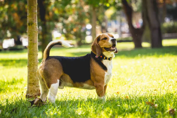 Πορτρέτο του χαριτωμένο σκυλί beagle στο πάρκο. — Φωτογραφία Αρχείου