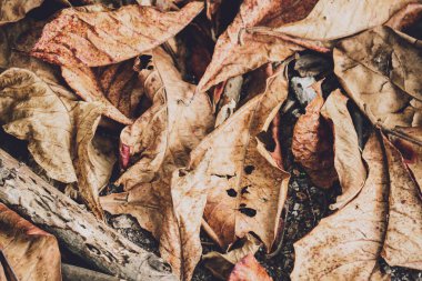 Yerdeki kuru sonbahar kahverengi yapraklarının dokusu.