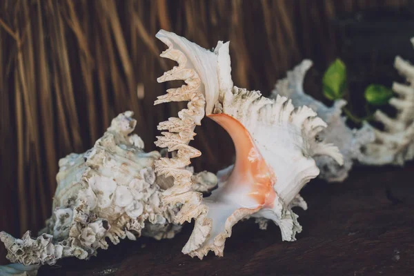 Karanlık bir arka planda büyük bir deniz kabuğu