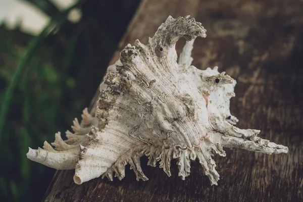 Karanlık bir arka planda büyük bir deniz kabuğu