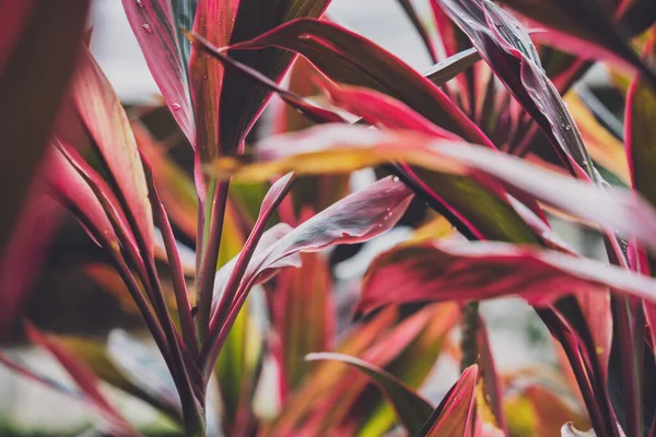 Fleurs sur la brousse à la terrasse d'été dans le jardin — Photo