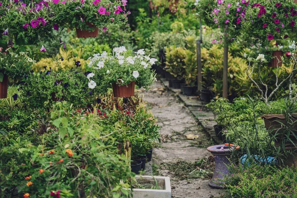 여름 정원의 화려 한 풍경 — 스톡 사진