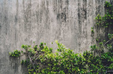 Yeşil yapraklı duvarın doğal arka planı
