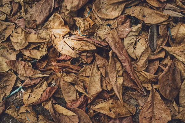 The texture of dry autumn brown leaves on the ground — Photo
