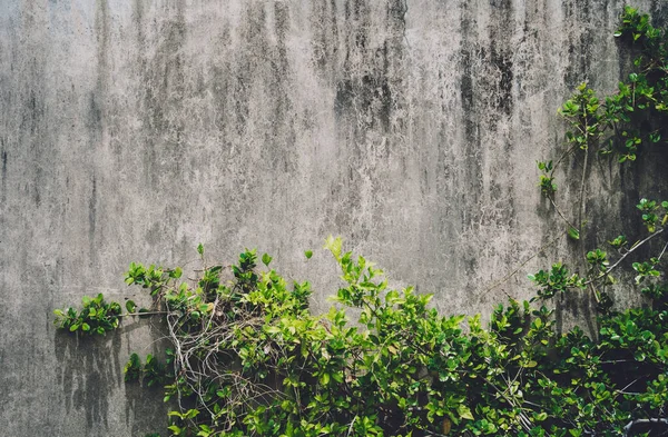 Yeşil yapraklı duvarın doğal arka planı