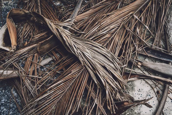 La texture des feuilles de palmier sèches sur le sol — Photo