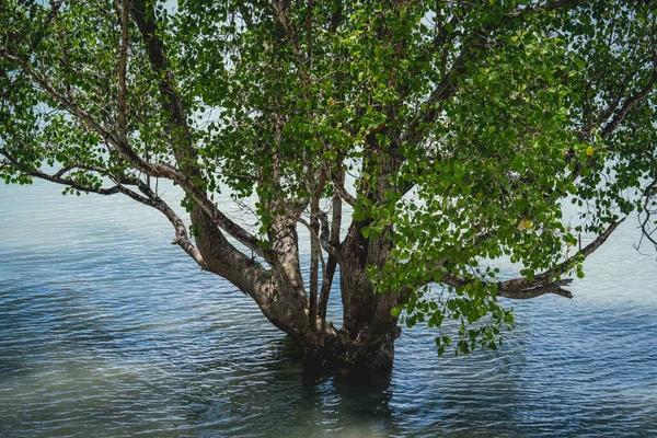Büyük gölün içindeki güzel büyük ağaçlar