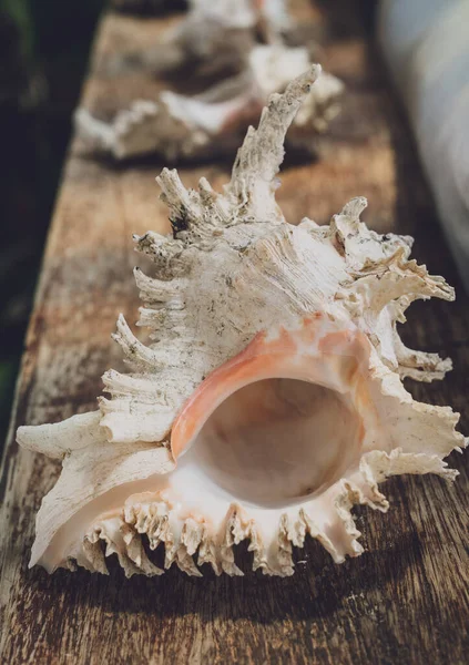 Karanlık bir arka planda büyük bir deniz kabuğu