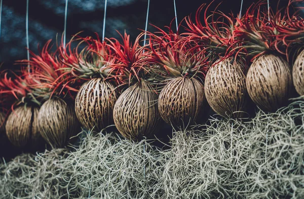 Pots de plantes vertes en coque de noix de coco — Photo