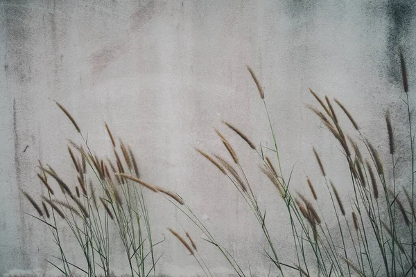 Bulanık gri bir arkaplanı olan bir alanda rüzgarda dönen dikenler.