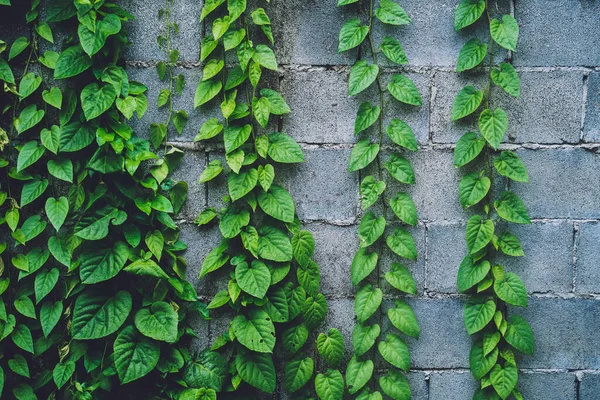 Natural background of the wall with green leaves — Photo