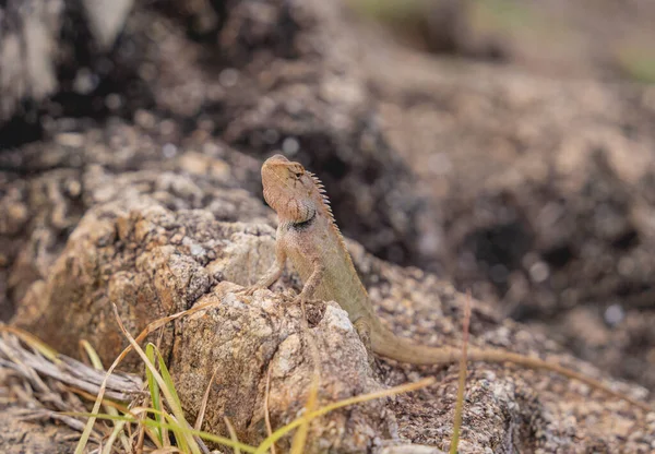 Small gray rock lizard on a stone — 스톡 사진