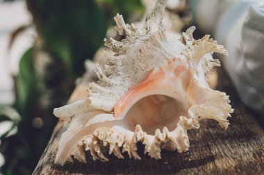 Karanlık bir arka planda büyük bir deniz kabuğu