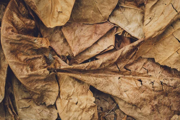 The texture of dry autumn brown leaves on the ground — Photo