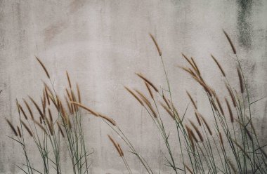 Bulanık gri bir arkaplanı olan bir alanda rüzgarda dönen dikenler.