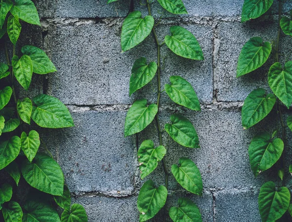 Natural background of the wall with green leaves — ストック写真