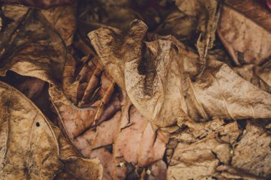 The texture of dry autumn brown leaves on the ground.