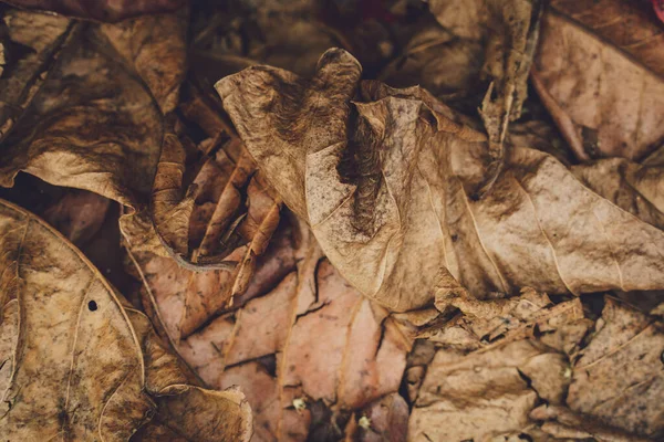 Texture Des Feuilles Sèches Brun Automne Sur Sol — Photo