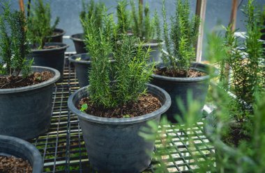 Sebze kutuları ve kafenin organik bahçesinde toprak..