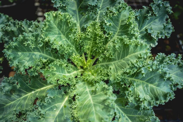 Vegetable Bed Boxes Soil Cafe Organic Garden — Stock Photo, Image