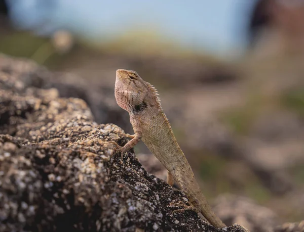 Small gray rock lizard on a stone.
