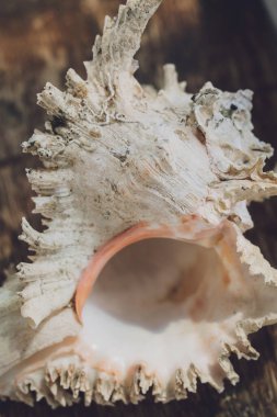 Karanlık bir arka planda büyük bir deniz kabuğu.