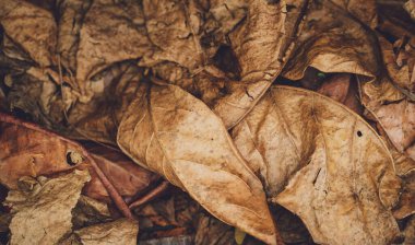 The texture of dry autumn brown leaves on the ground.