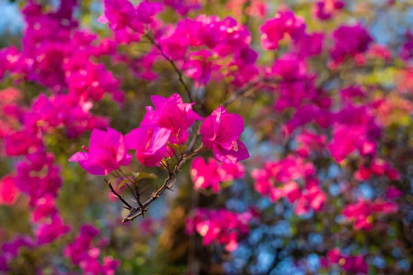 Flores Arbusto Verano Teracce Jardín — Foto de Stock