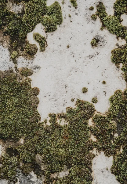 Grand Vieux Mur Béton Avec Mousse Verte Lichen — Photo