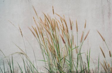 Bulanık gri bir arkaplanı olan bir alanda rüzgarda dönen dikenler..