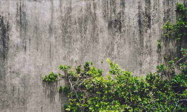 Yeşil yapraklı duvarın doğal arka planı.