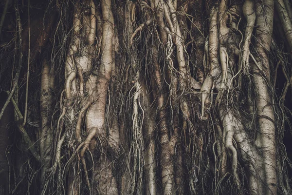 Racines Banyan Dans Les Forêts Thaïlandaises — Photo