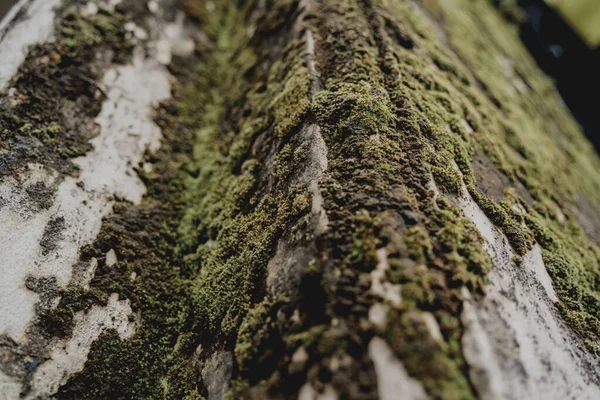 Grand Vieux Mur Béton Avec Mousse Verte Lichen — Photo