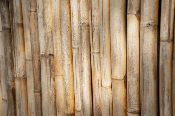 Background Texture Bamboo Wall Fence — 스톡 사진