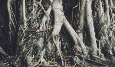 Tayland ormanlarında banyan ağacı kökleri.