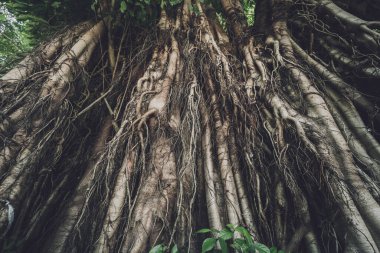 Tayland ormanlarında banyan ağacı kökleri.