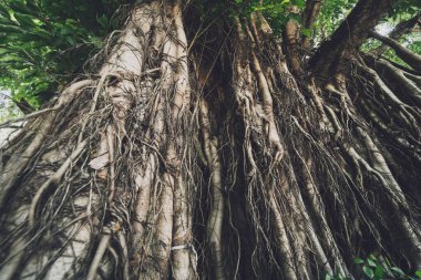 Tayland ormanlarında banyan ağacı kökleri.