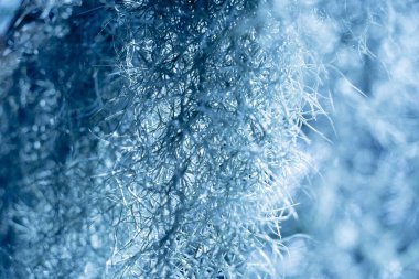 Köke benzeyen doğal süngerin makro arka planı.