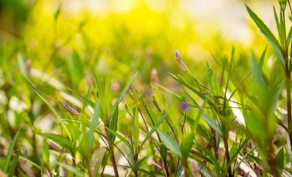 庭の背景にぼやけた緑の葉 — ストック写真