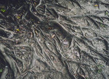 Tayland ormanlarında banyan ağacı kökleri.