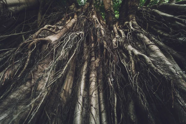 Racines Banyan Dans Les Forêts Thaïlandaises — Photo