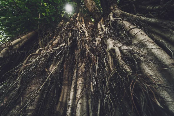 Thaimaan Metsän Banianpuun Juuret — kuvapankkivalokuva