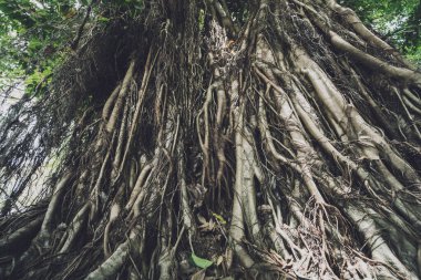 Tayland ormanlarında banyan ağacı kökleri.