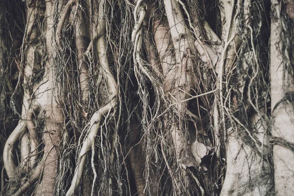 Racines Banyan Dans Les Forêts Thaïlandaises — Photo