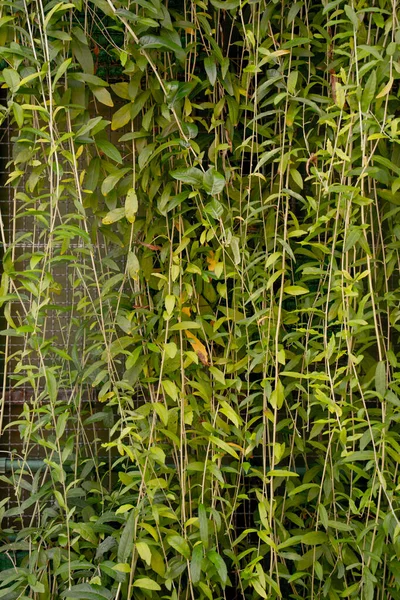 Natural Background Wall Green Leaves — Stock Photo, Image