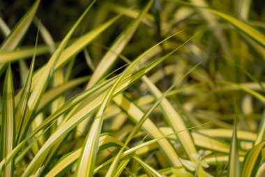 Bahçedeki bulanık arkaplanda yeşil yapraklar.