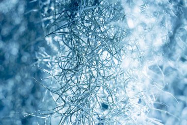 Köke benzeyen doğal süngerin makro arka planı.