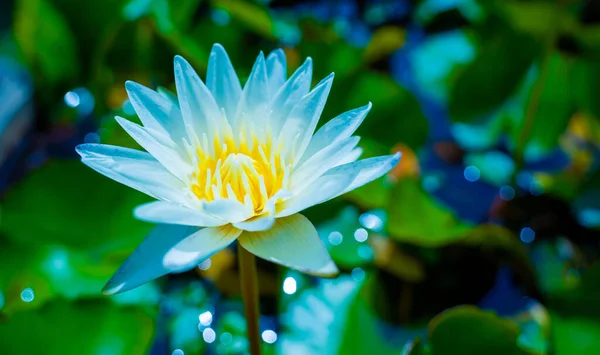 Flowers Bush Summer Teracce Garden — Stock Photo, Image