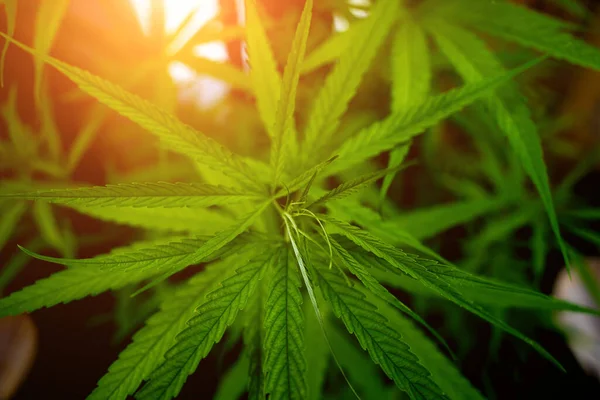 Cannabis Plant Leaves Dark Color Background — Fotografia de Stock